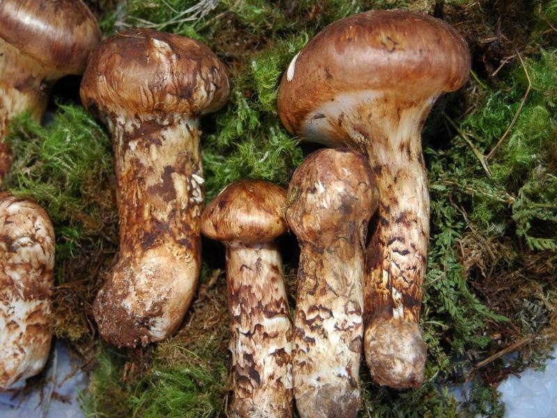 助推食用菌產(chǎn)業(yè)發(fā)展 云南已破解94種野生菌基因“天書(shū)”