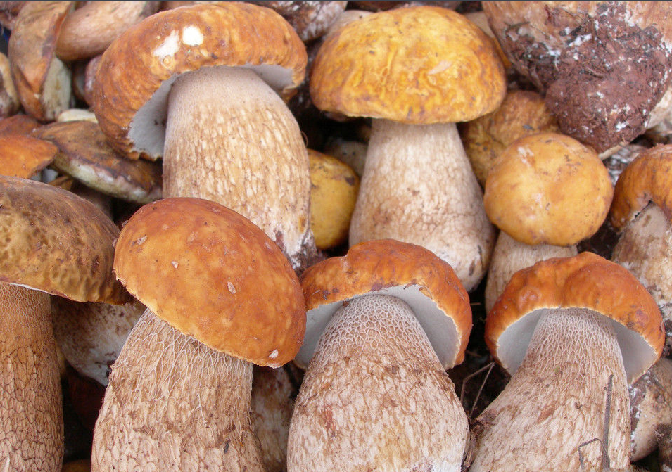 2017云南野生菌少量上市，見(jiàn)手青最高450元/公斤